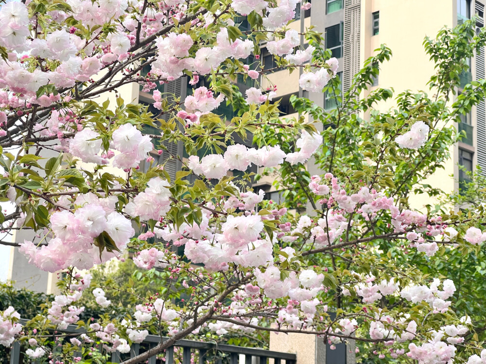 春天 樱花 壁纸 早春 