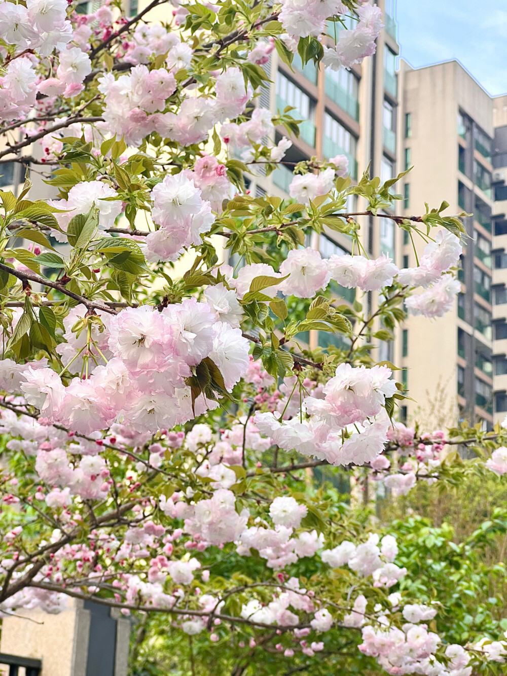 春天 樱花 壁纸 早春 