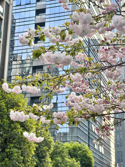 春天 樱花 壁纸 背景 