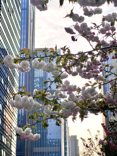 春天 樱花 壁纸 背景 