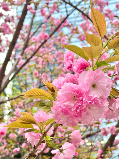 春天 樱花 壁纸 背景 