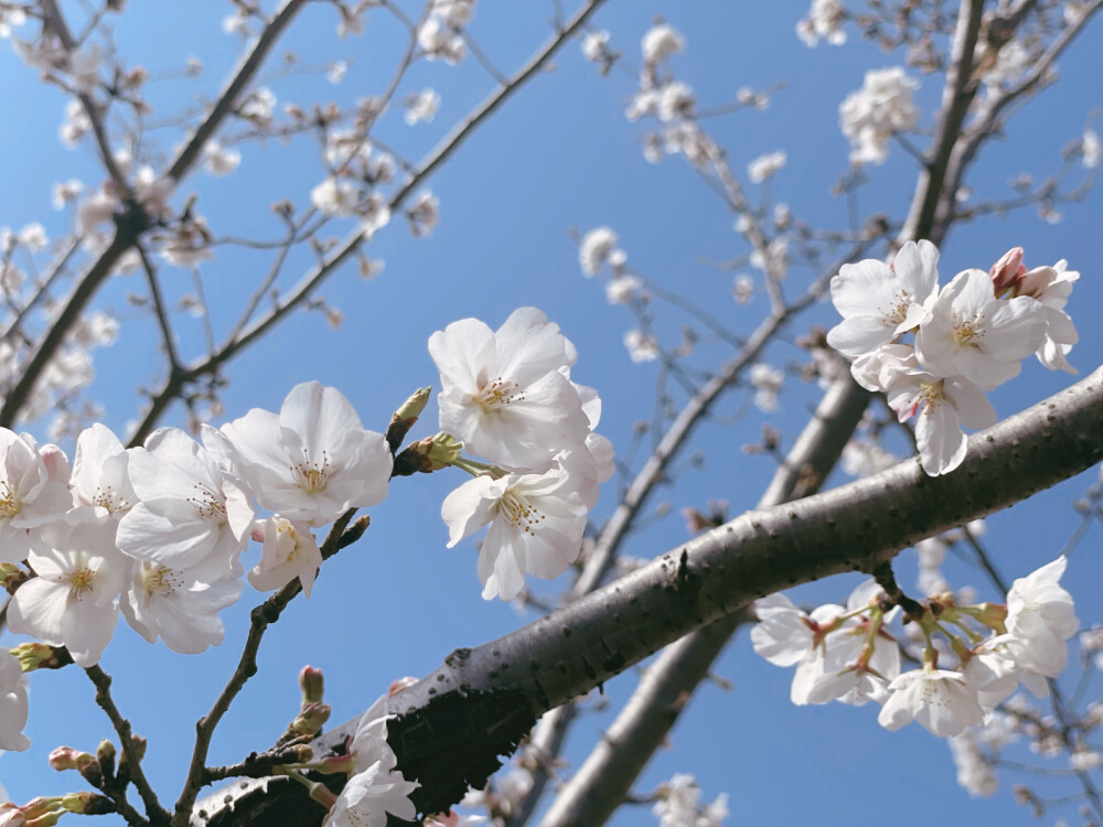 雞鳴寺的櫻花開了
可疫情又嚴重了
我哪里也去不了
終究還是沒能等到