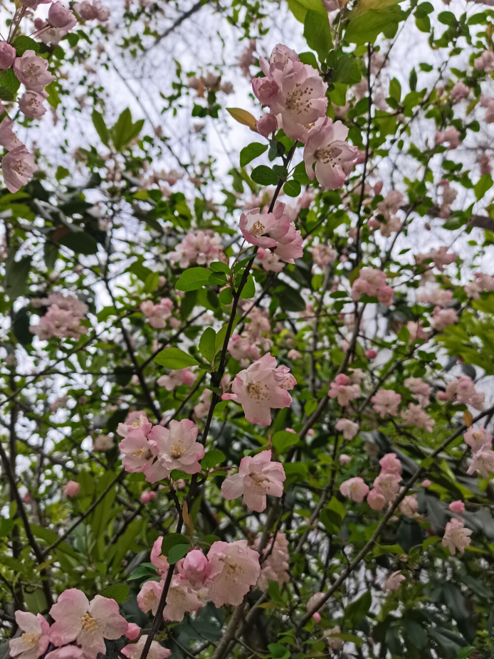 花花总是能够让人心情变好