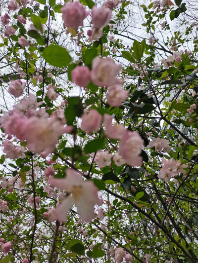 花花总是能够让人心情变好