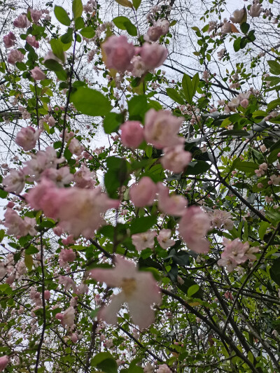 花花总是能够让人心情变好