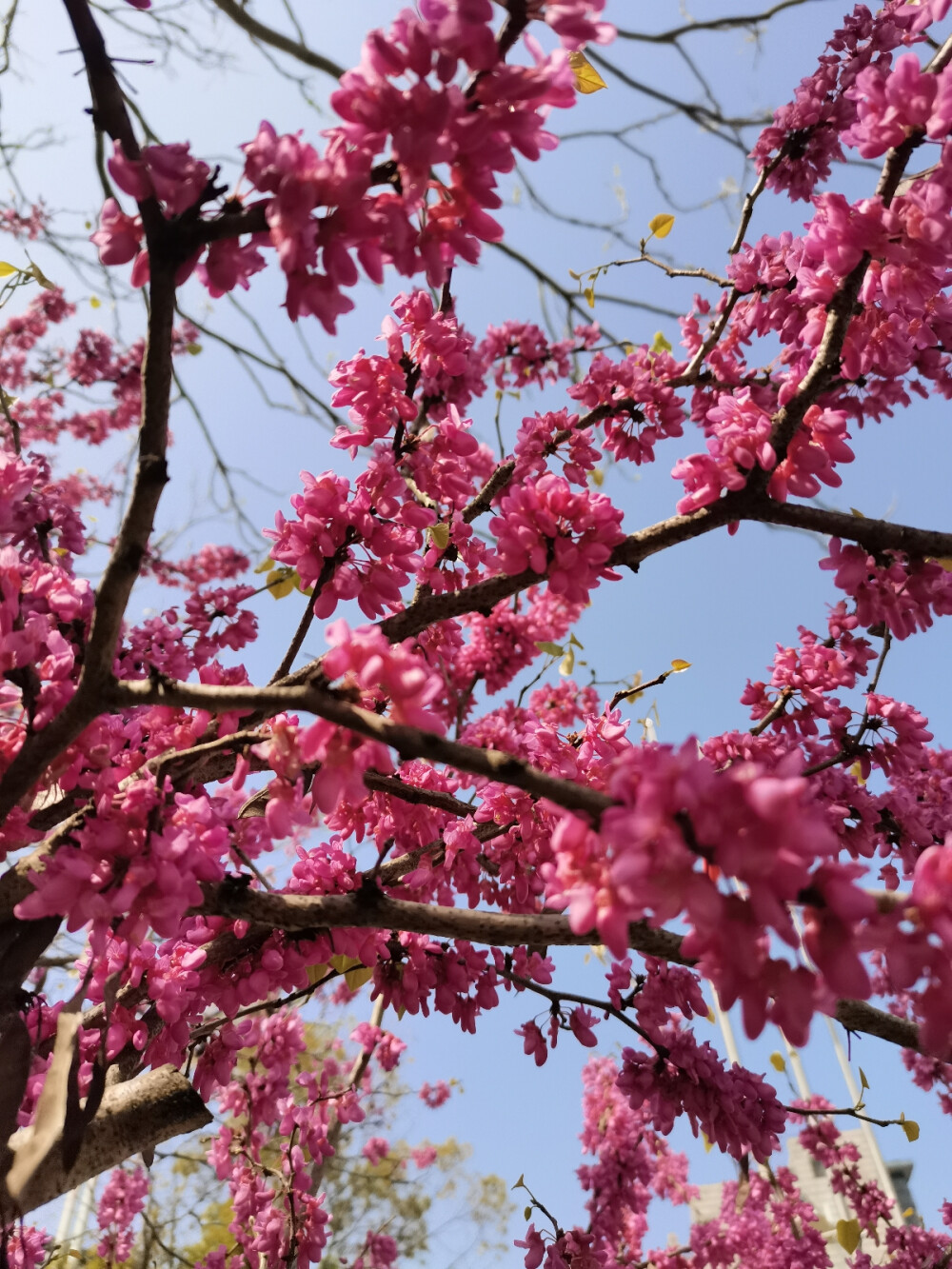 花花总是能够让人心情变好