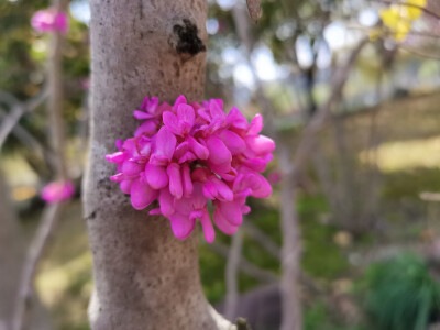 花花总是能够让人心情变好