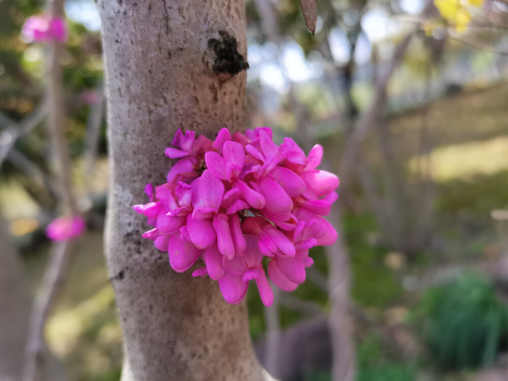 花花总是能够让人心情变好