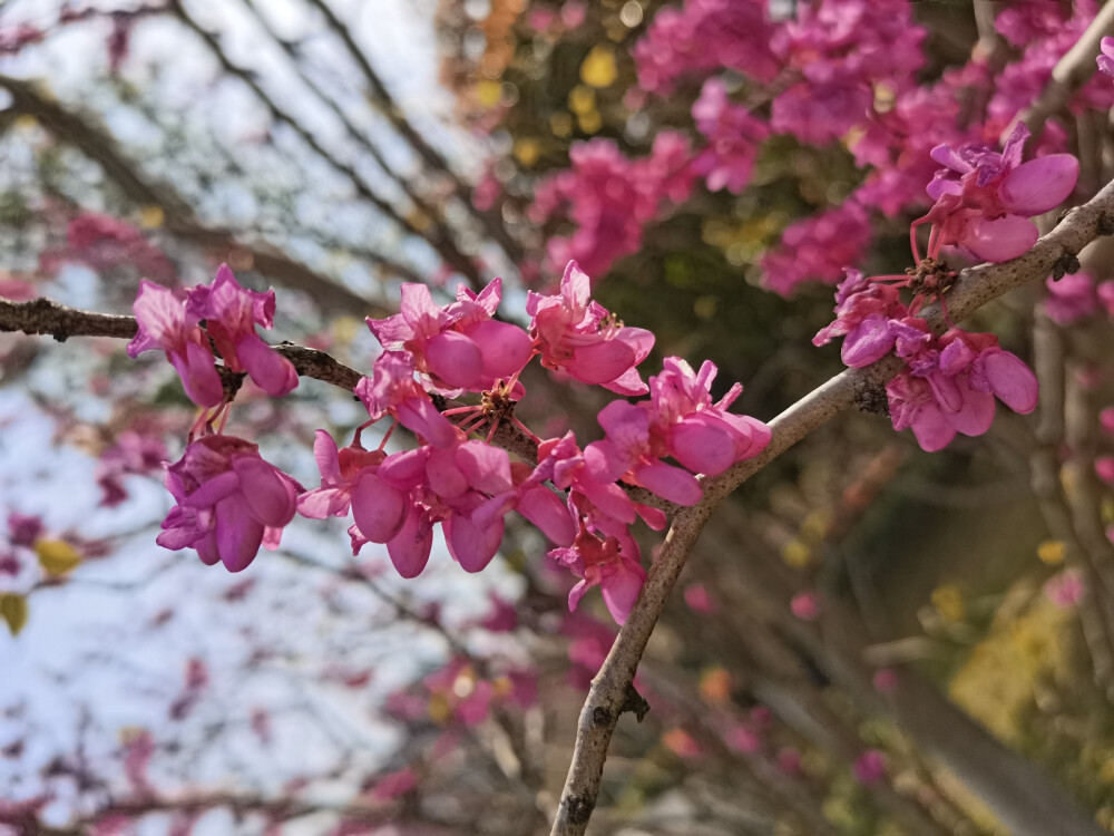 花花总是能够让人心情变好