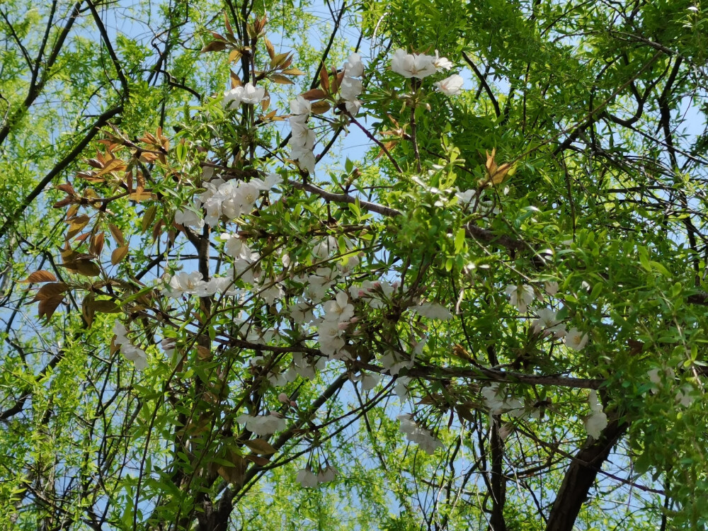 花花总是能够让人心情变好