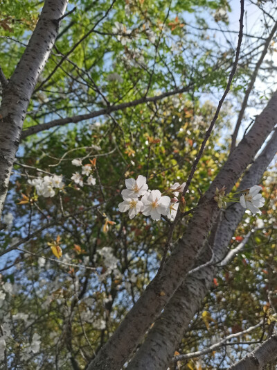 花花总是能够让人心情变好