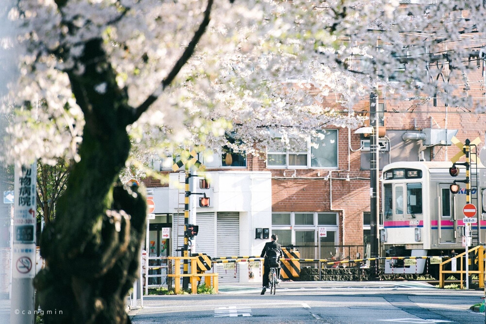 只有日本