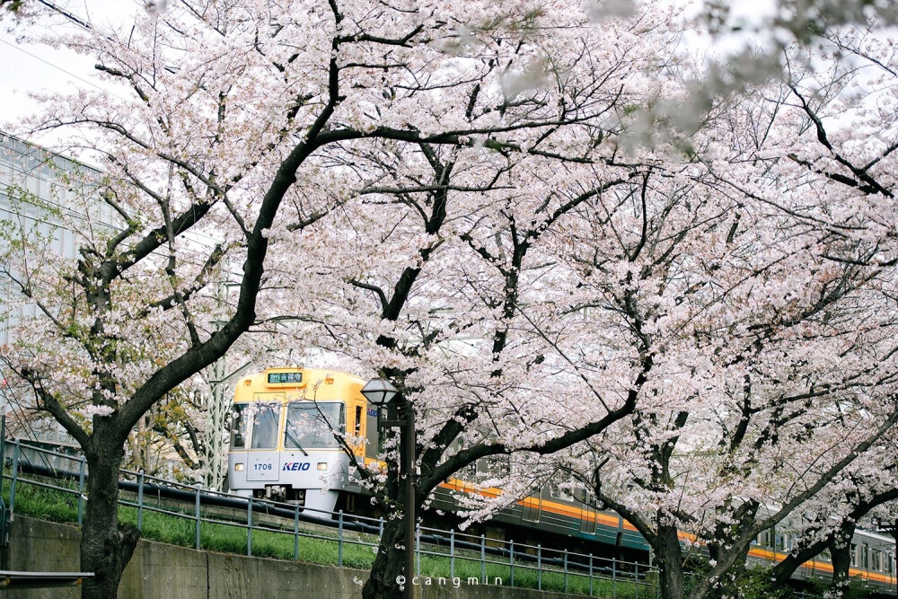 只有日本