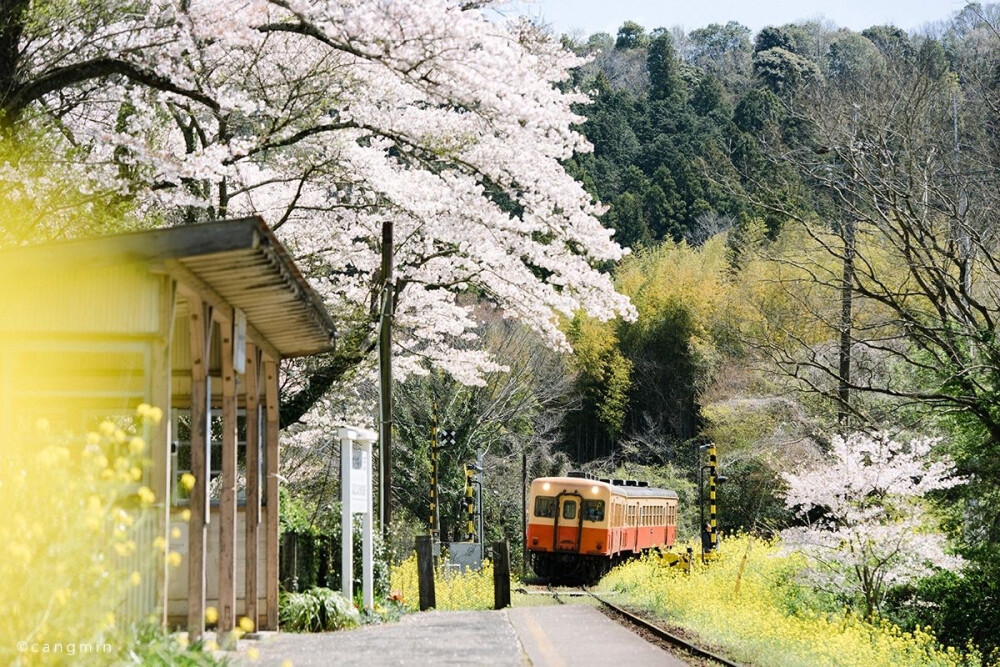 只有日本