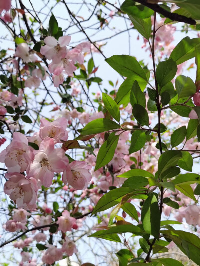 花花草草