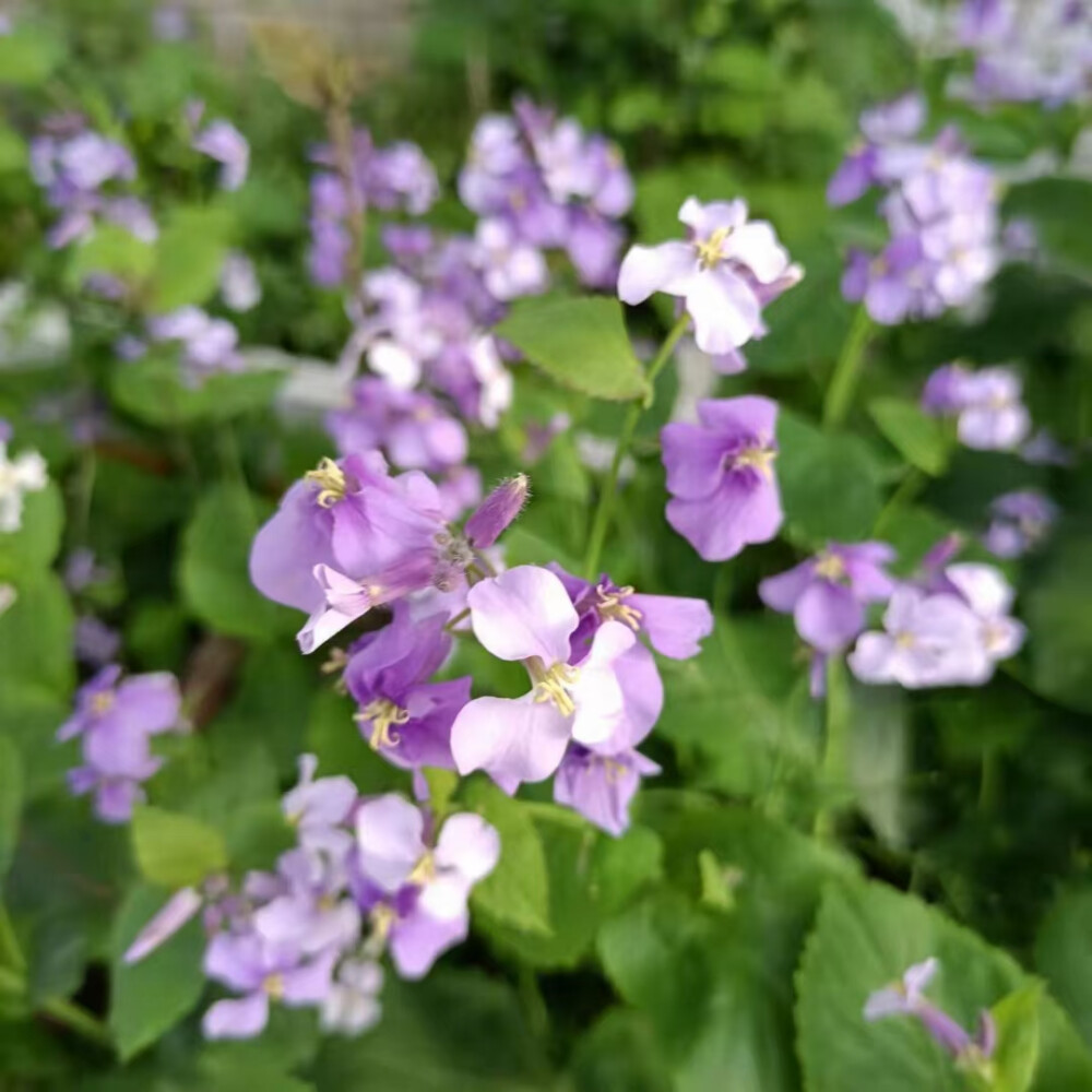 花花草草