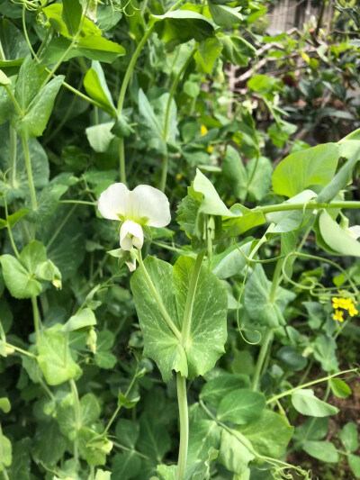 花花草草