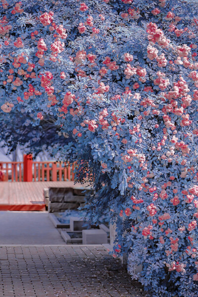 风景 背景 花