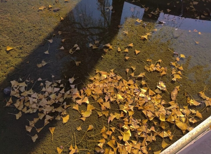 花出 花开 花盛 花枯 花落 有始就有终。