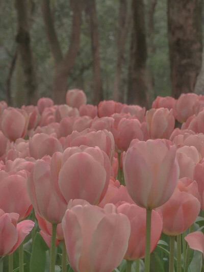 郁金香壁纸