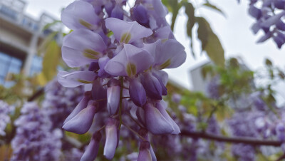 美丽吉安之赏花系列：春雨中的紫藤花