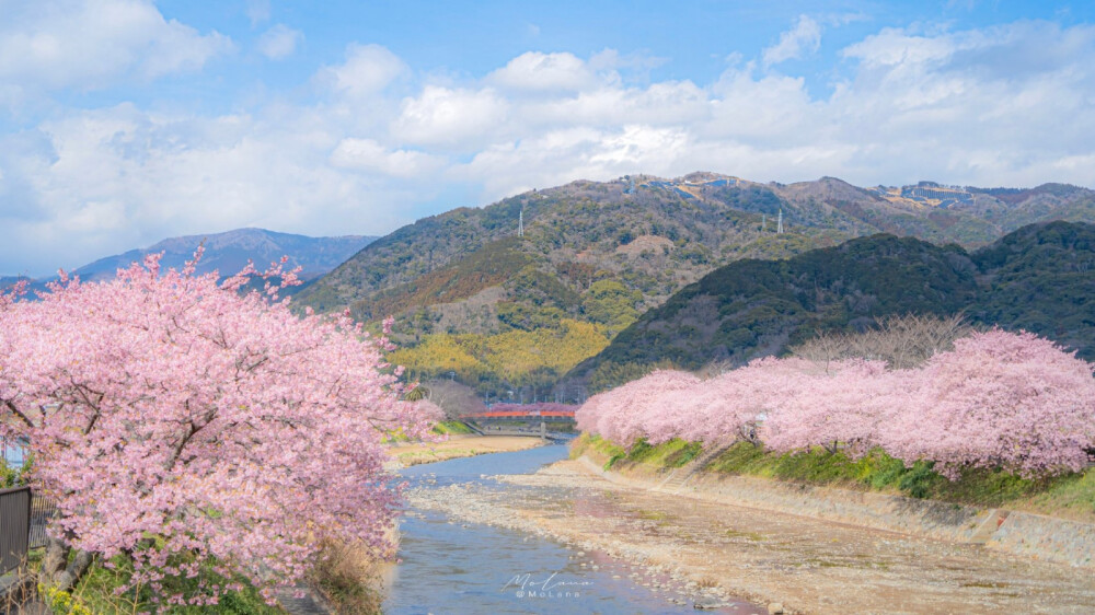 春日樱