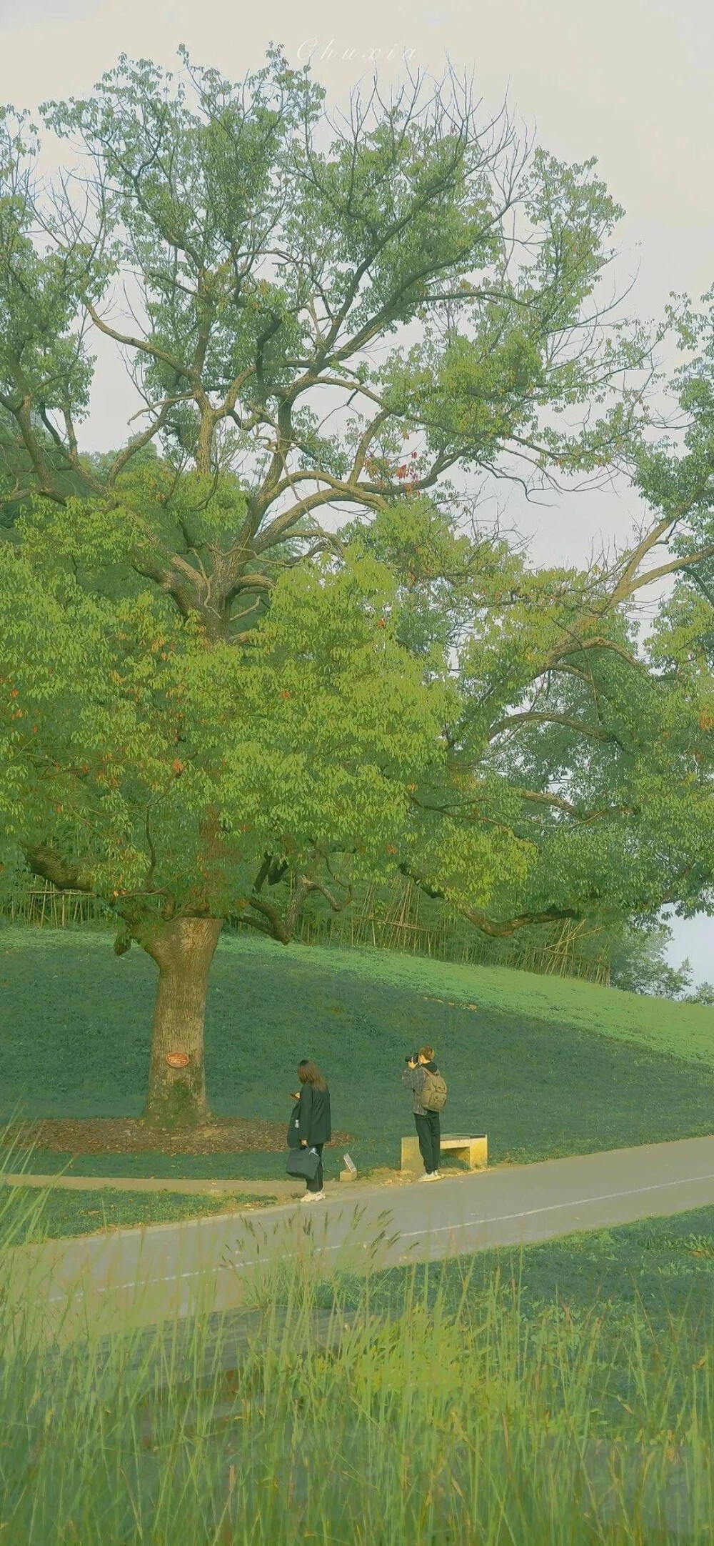  花 梦幻 意境 全屏壁纸