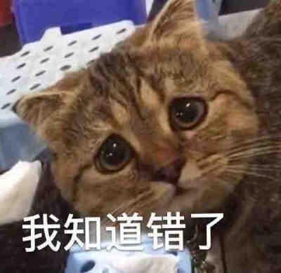 小动物表情包 猫狗表情包 可爱表情包 沙雕表情包