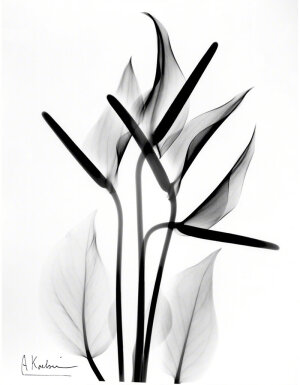 摄影师 Albert Koetsier在X射线下拍摄的植物摄影作品
