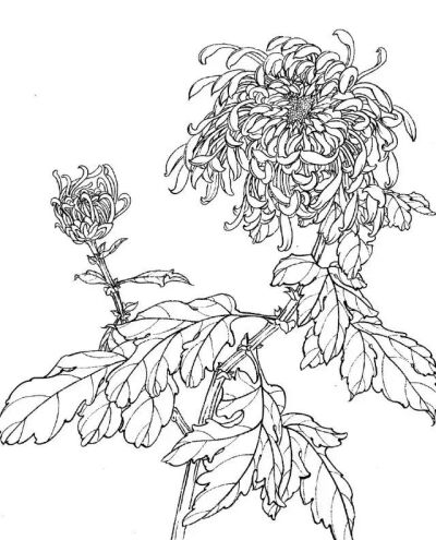 白描线描花卉与鸟