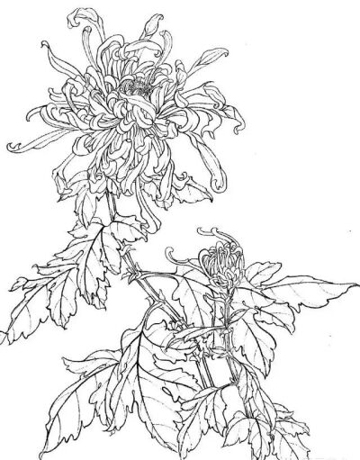 白描线描花卉与鸟