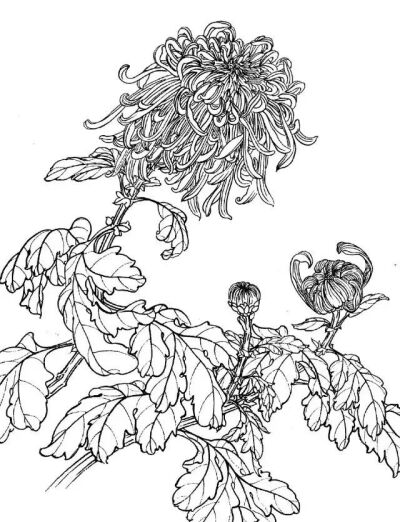 白描线描花卉与鸟