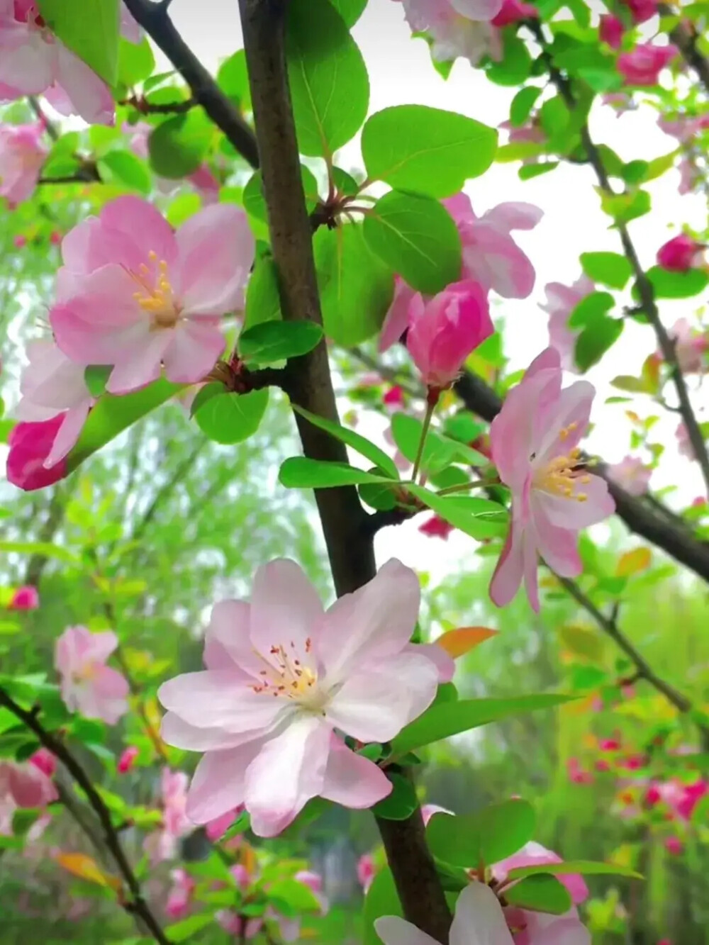 花花草草