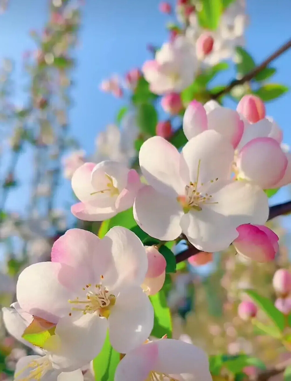 花花草草