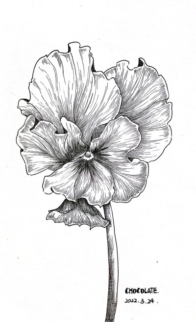 黑白手绘花花练习