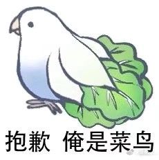 鹦鹉