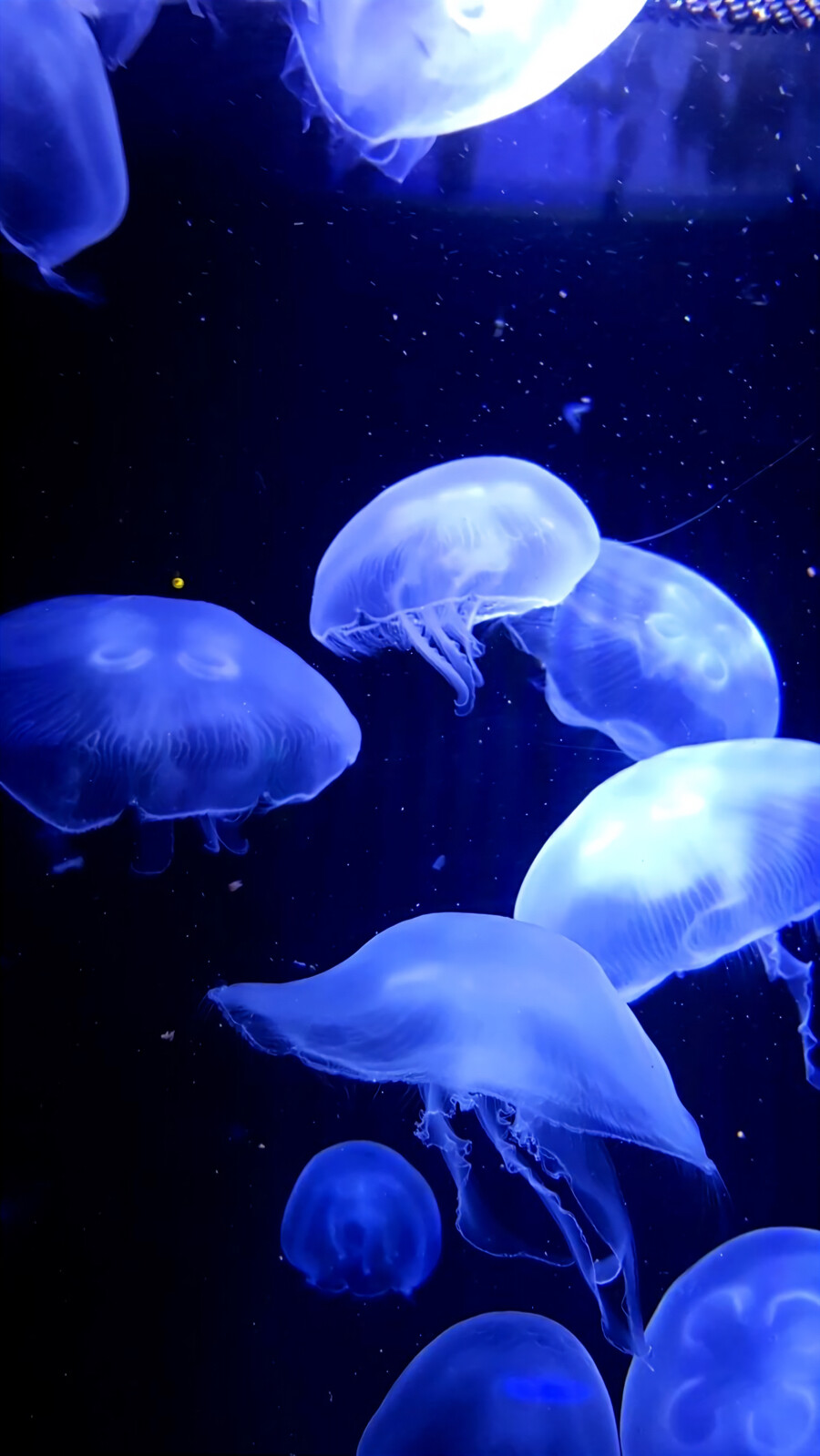 jellyfish