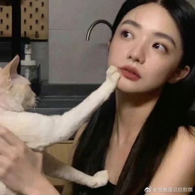 猫猫