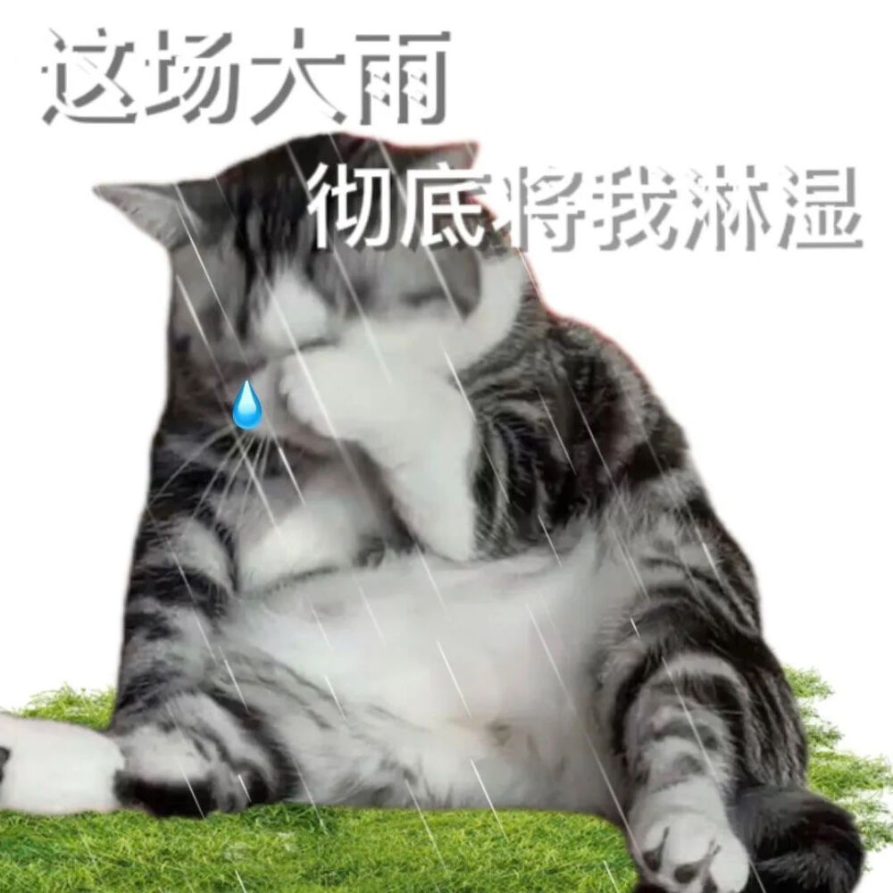 猫表情包