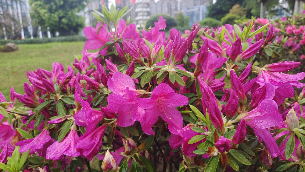 美丽吉安之赏花系列：春雨中绽放的杜鹃花