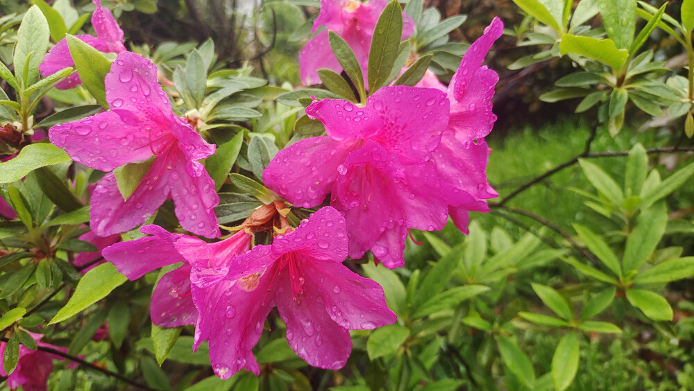 美丽吉安之赏花系列：春雨中绽放的杜鹃花