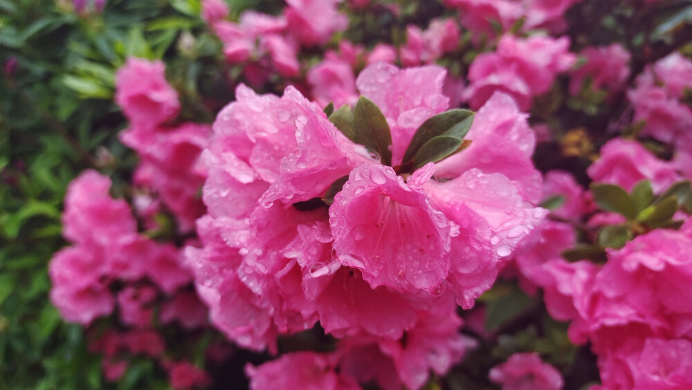 美丽吉安之赏花系列：春雨中绽放的杜鹃花