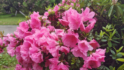 美丽吉安之赏花系列：春雨中绽放的杜鹃花