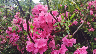 美丽吉安之赏花系列：春雨中绽放的杜鹃花