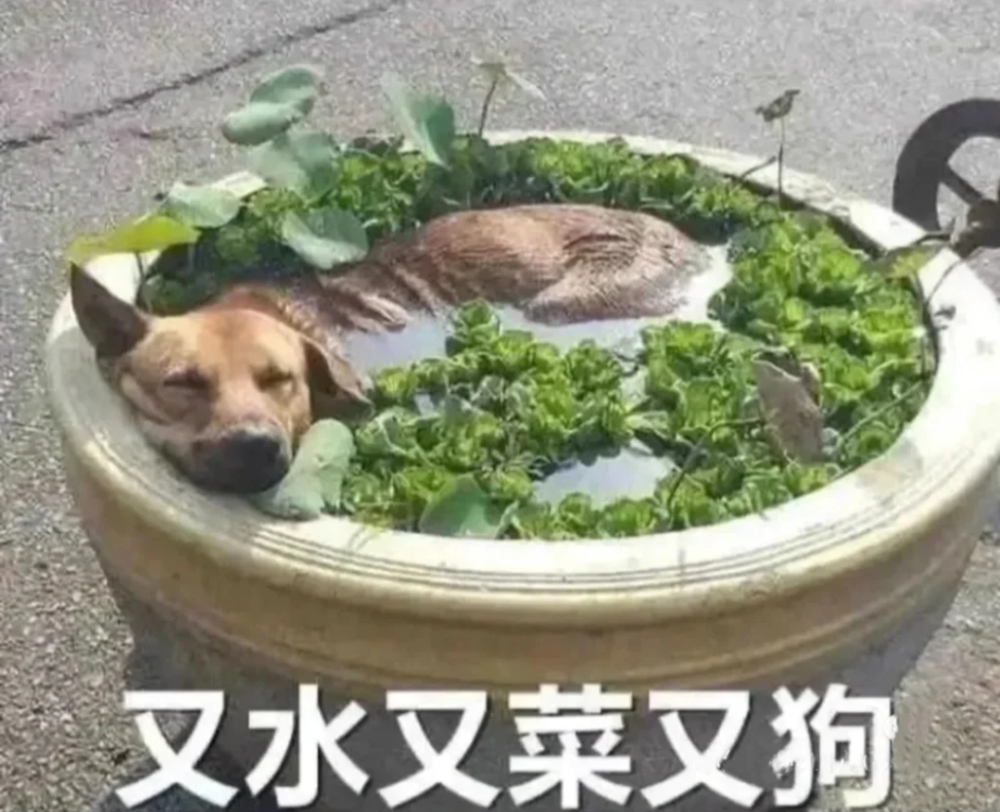 表情包