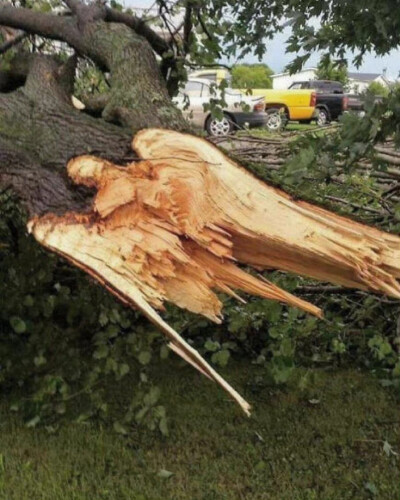 [cp]#随手保存# 自然巧合
佛罗里达一棵倒下来的树 ​​​[/cp]