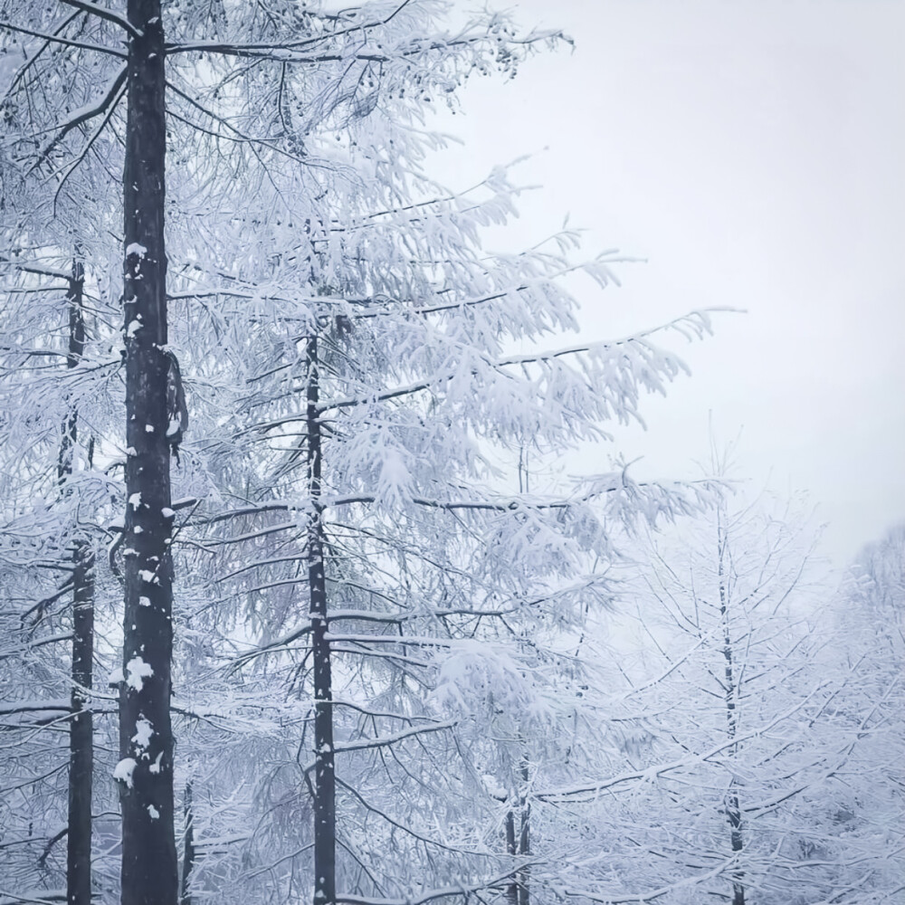 ゜张颜齐
我慢慢的听雪落下的声音