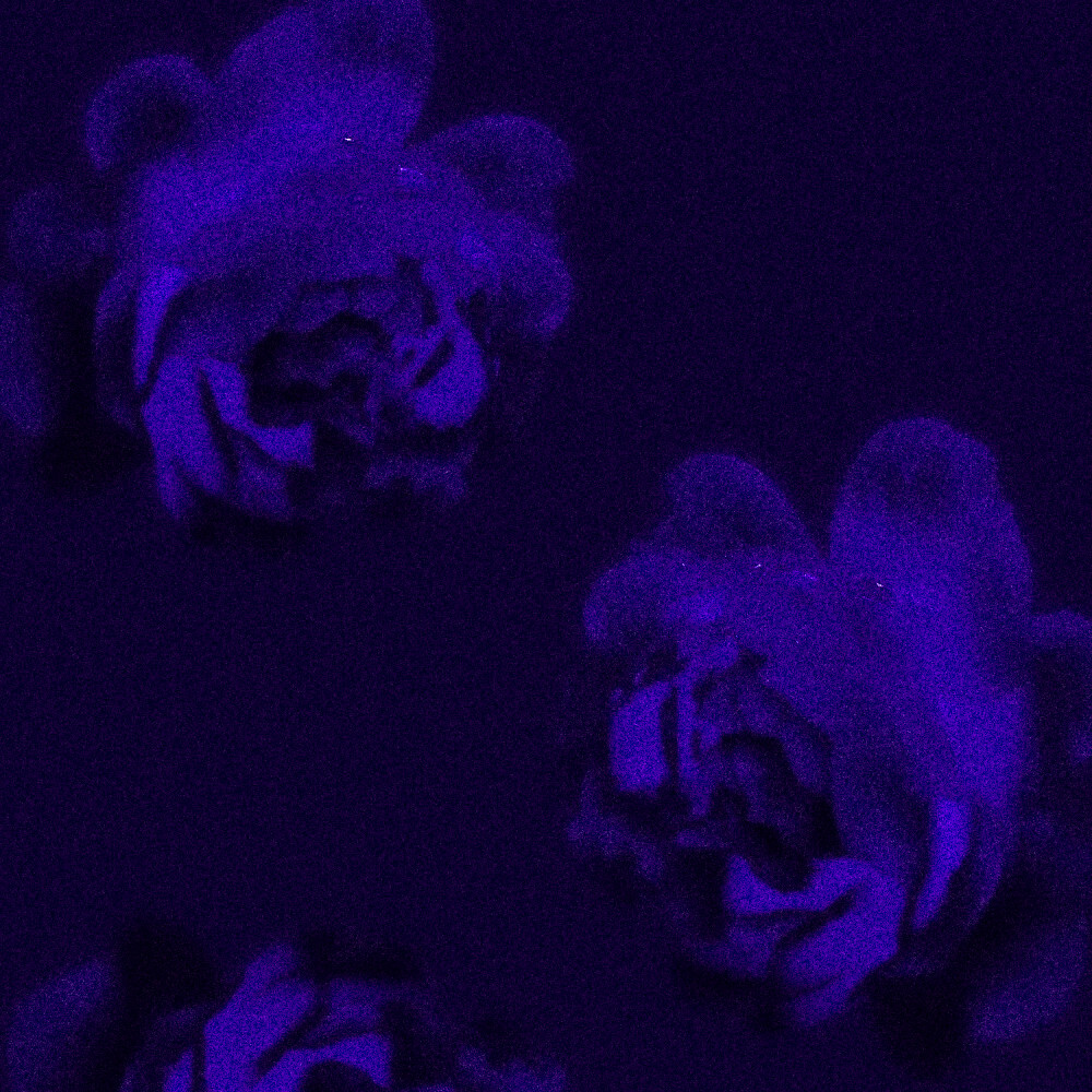 裴珠泫
“夜莺小姐”