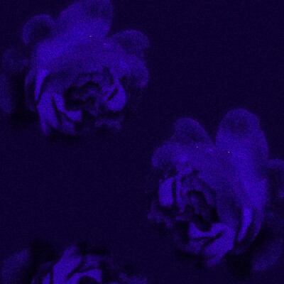 裴珠泫
“夜莺小姐”