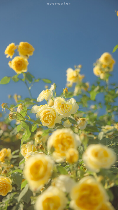 温柔 浪漫 花花 壁纸